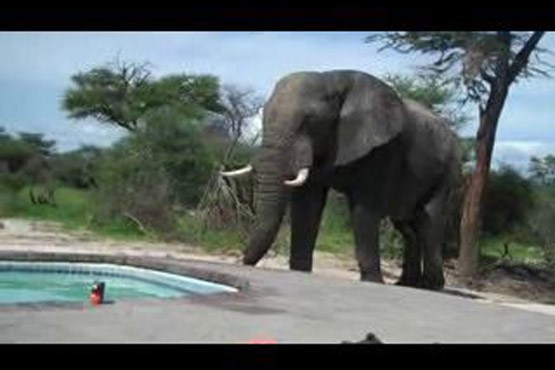 آب خوردن فیل از استخر