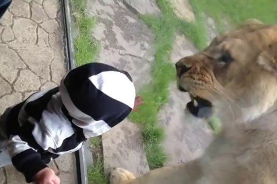 بچه و شیر در باغ وحش