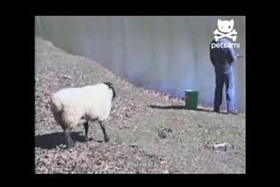 حمله گوسفند به ماهیگیر