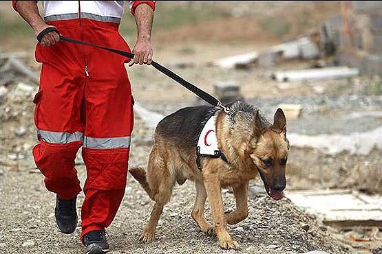 استفاده از  ۶۴ سگ زنده یاب هلال احمر در مواقع بحران