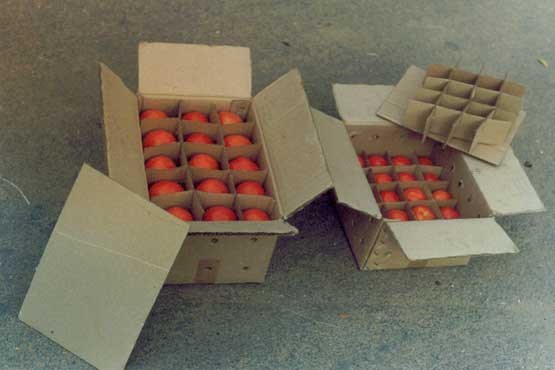 کشف ۴۴ تن گوجه فرنگی قاچاق توسط ماموران گمرک