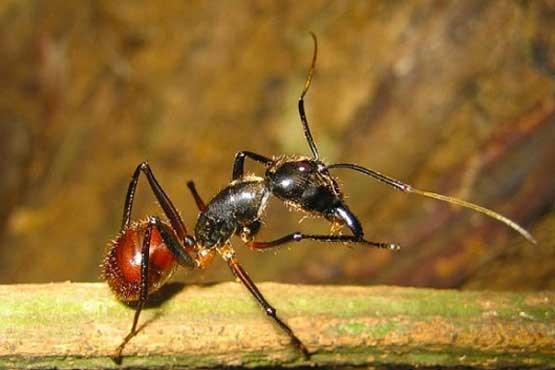 سرعت مورچه به اندازه لامبورگینی +عکس