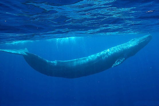 هشدار وزیر ارتباطات درباره بازی نهنگ آبی +عکس