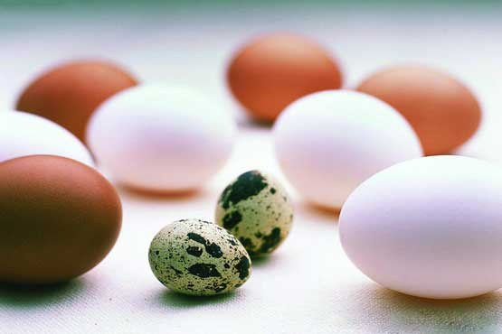 تخم‌مرغ یا تخم پرندگان؟