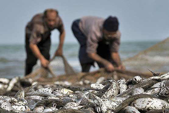 صید 444 تن ماهی کیلکا در گیلان