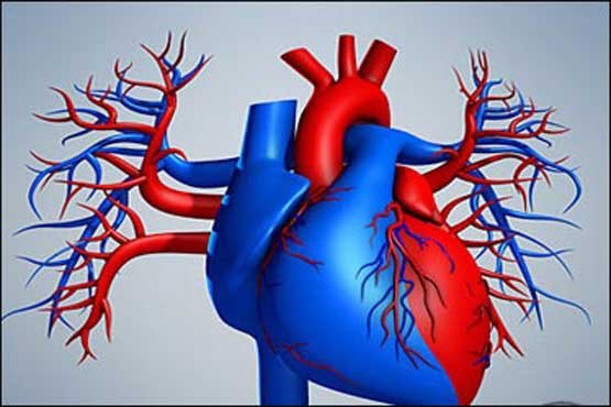 پروتئین دخیل در بروز نارسایی قلبی کشف شد
