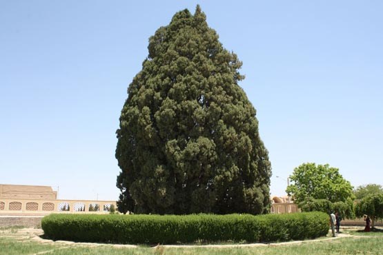 درخت چهار هزار و پانصد ساله در ایران + عکس