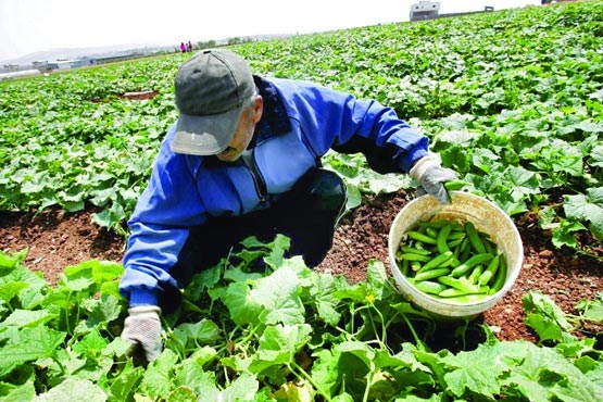 جولان دلال​ها در بازار محصولات کشاورزی کرمان