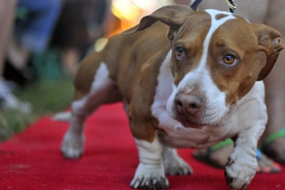 زشت ترین سگ دنیا انتخاب شد