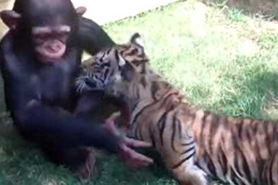 بازی بچه شمپانزه با توله ببرها