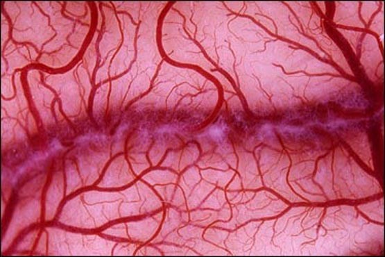 ساخت رگ های خونی مصنوعی از سلول های بنیادی