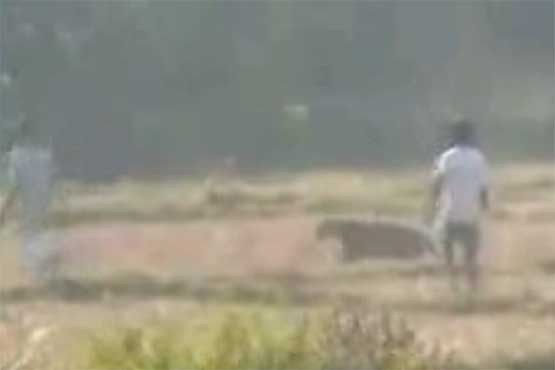 حمله پلنگ به روستاییان
