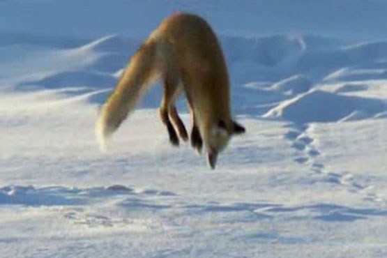 پرش روباه در برف