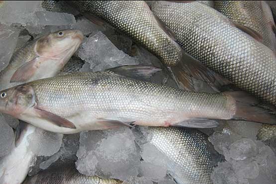 صید بی رحمانه ماهیان در رودخانه سزار