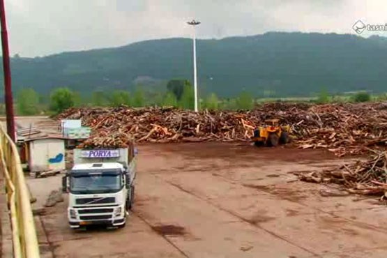 روند تولید کاغذ و چوب در مازندران
