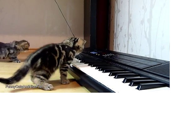 بچه گربه‌های موزیک‌دان