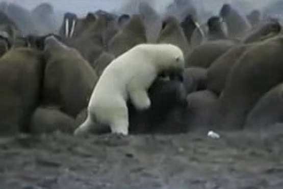 والروس ، خرس قطبی را کشت