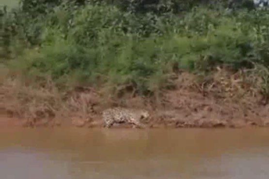شکار تمساح توسط پلنگ