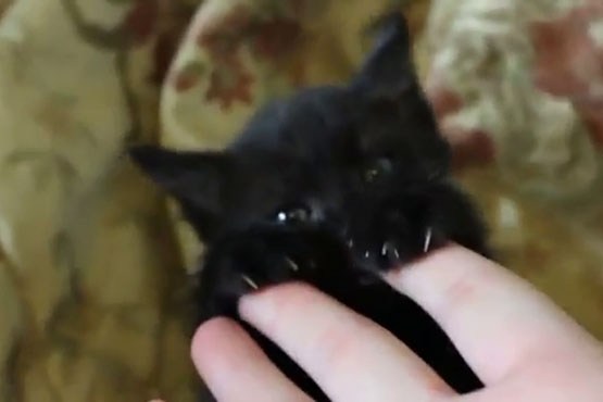 بچه گربه سیاه زشت بامزه!