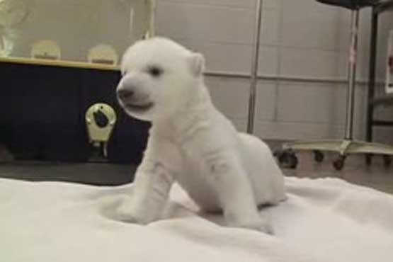 نخستین گام های توله خرس قطبی