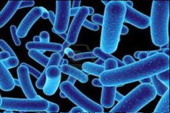 کشف یک باکتری نادر توسط محققان ایرانی