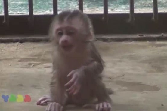 ماده میمون به بچه اش درس می دهد