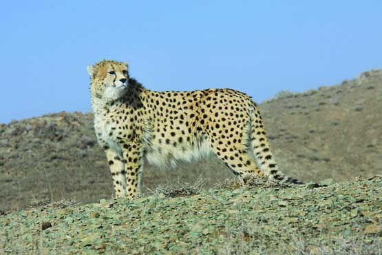 بافق زیستگاه اصلی یوزپلنگ ایرانی