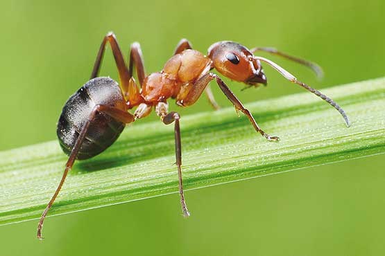 مورچه‌ها؛ غریبه‌های آشنا