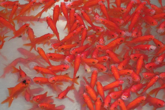 سرنوشت ماهی‌های قرمز سفره هفت سین چه می‌شود؟