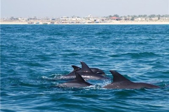 طبیعت زیبای جزیره هنگام با رقص دلفین‌ها