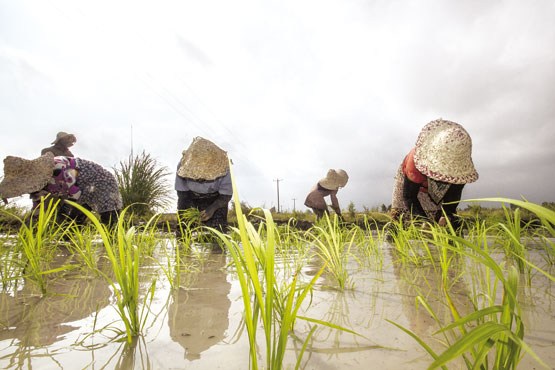 توزیع برنج ایرانی در سبد دوم کالا