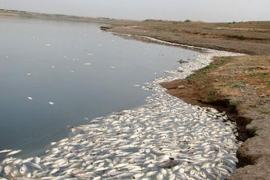 علت مرگ و میر ماهی در رودخانه زرینه رود مشخص شد