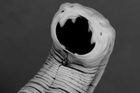 ترسناک‌ترین میکروب‌های بدن‌ + عکس