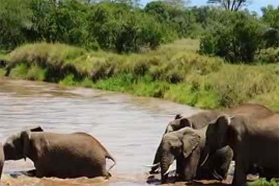 بچه فیل در دام رودخانه خروشان