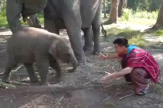 مرد در آغوش بچه فیل