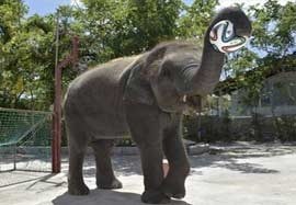 فیل پیشگوی جام جهانی برزیل