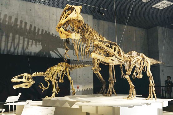 کشف فسیل بزرگ‌ترین دایناسور
