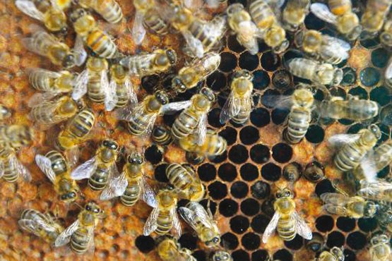 نجات زنبورهای عسل به کمک زهر عنکبوت