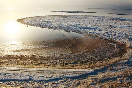 دریاچه ارومیه,آرتمیا
