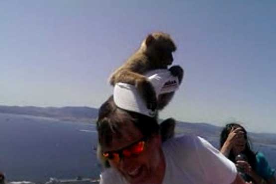 میمون و کلاه توریست