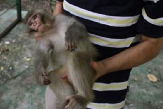 خطر ایدز و هپاتیت با نگهداری میمون خانگی