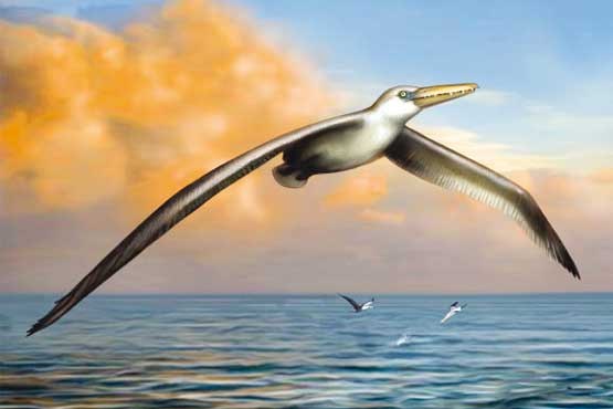 کشف فسیل بزرگ‌ترین پرنده دریایی جهان