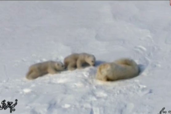 ماجرای موزیکال توله خرس های قطبی