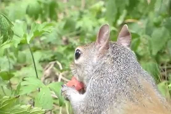 سنجاب و لذت خوردن هندوانه