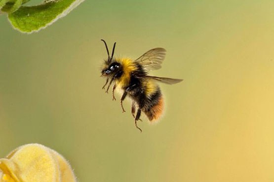 با زنبور عسل به جنگ سرطان بروید