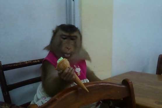 میمون و عشق به بستنی