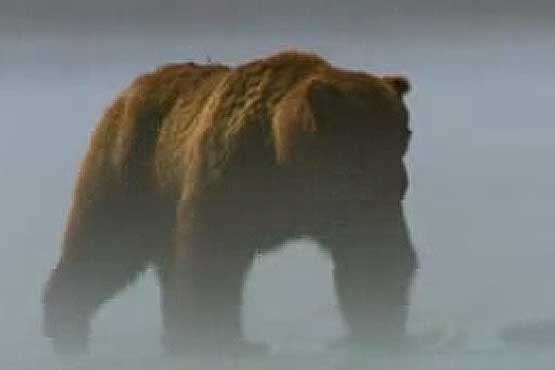 زندگی خرس​های بزرگ از نمای نزدیک + فیلم