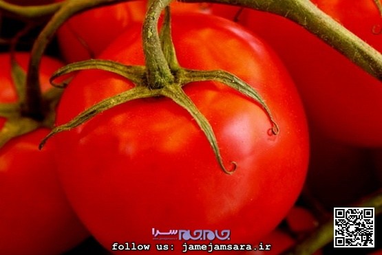 نگرانی جدید مردم: جنجال گوجه فرنگی‌های سرطان‌زا