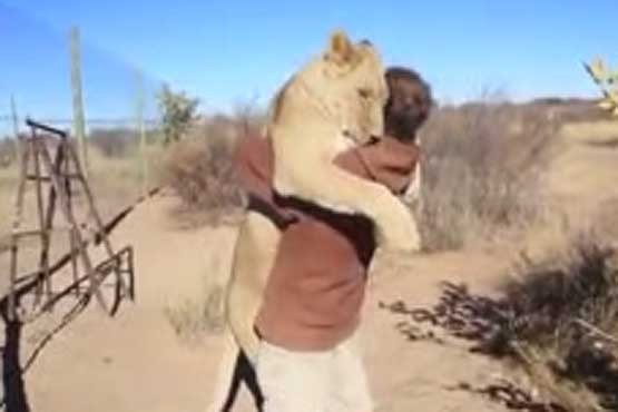 مرد در آغوش شیر
