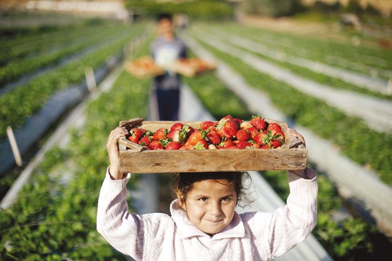 کشاورزی ارگانیک در ایران باید افزایش یابد